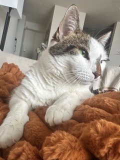 Lucky, Senior Domestic Short Hair (short coat), cat for adoption in Herndon, Virginia
