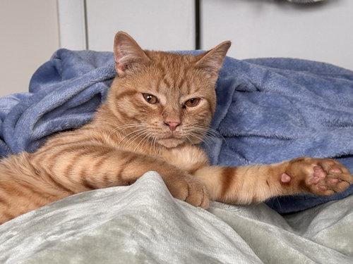 Rio, an adoptable Domestic Short Hair in Herndon, VA