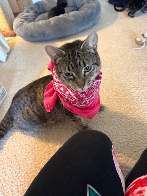 Priscilla, an adoptable Domestic Short Hair in Herndon, VA