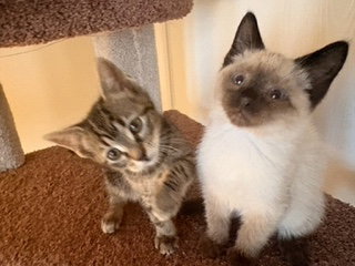 Tulip & Frankie (BONDED), an adoptable Domestic Short Hair in Herndon, VA