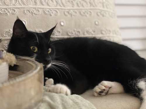 Mittens (polydactyl), Young Domestic Short Hair (short coat), cat for adoption in Herndon, Virginia