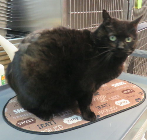 Jada *DECLAWED*, Senior Domestic Short Hair (short coat), cat for adoption in Herndon, Virginia