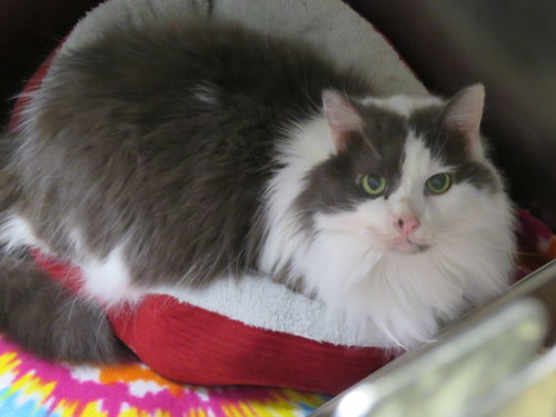 Mr. Kitty Cat *DECLAWED*, an adoptable Maine Coon in Herndon, VA