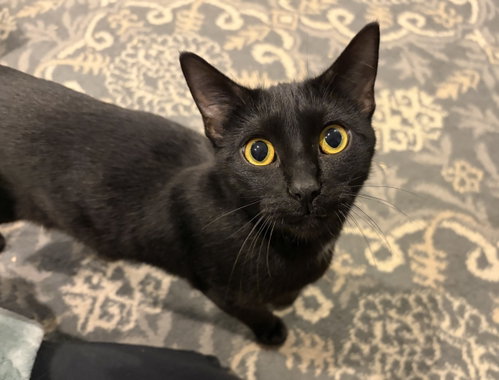 Lysandra, an adoptable Bobtail in Herndon, VA