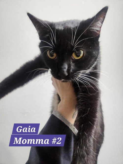 Gaia, Adult Bobtail (short coat), cat for adoption in Herndon, Virginia