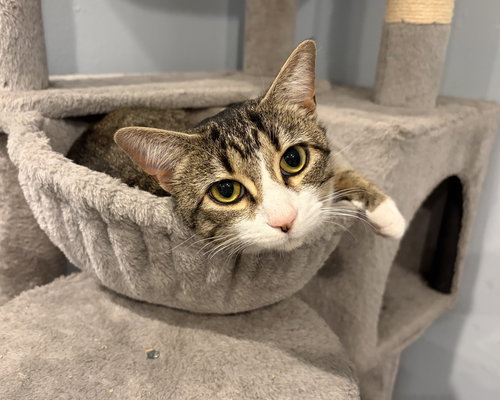 Persephone, an adoptable Domestic Short Hair in Herndon, VA