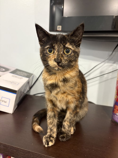 Thera, an adoptable Domestic Short Hair in Herndon, VA