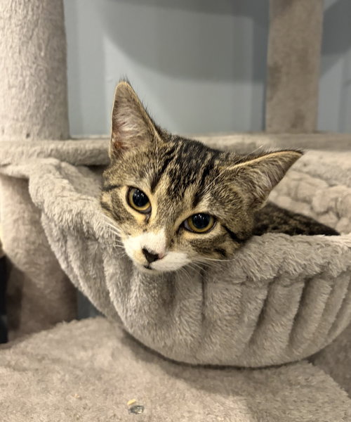 Medusa, Baby Domestic Short Hair (short coat), cat for adoption in Herndon, Virginia