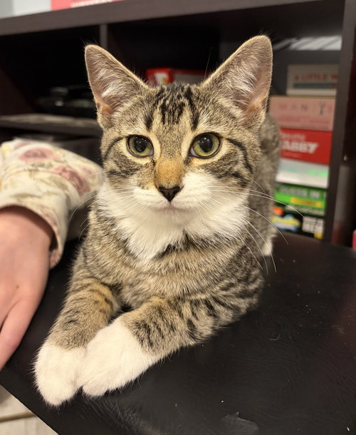 Perseus, Baby Bobtail (short coat), cat for adoption in Herndon, Virginia