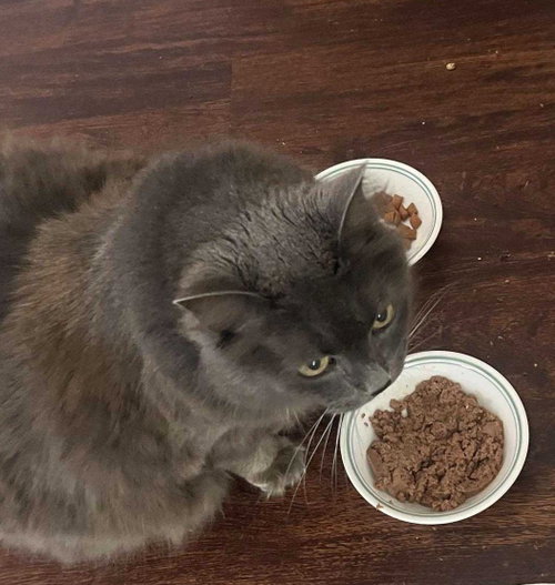 Emme, Senior Domestic Short Hair (medium coat), cat for adoption in Herndon, Virginia