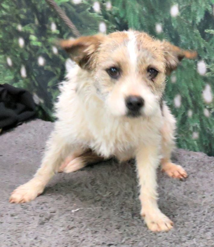Terrier