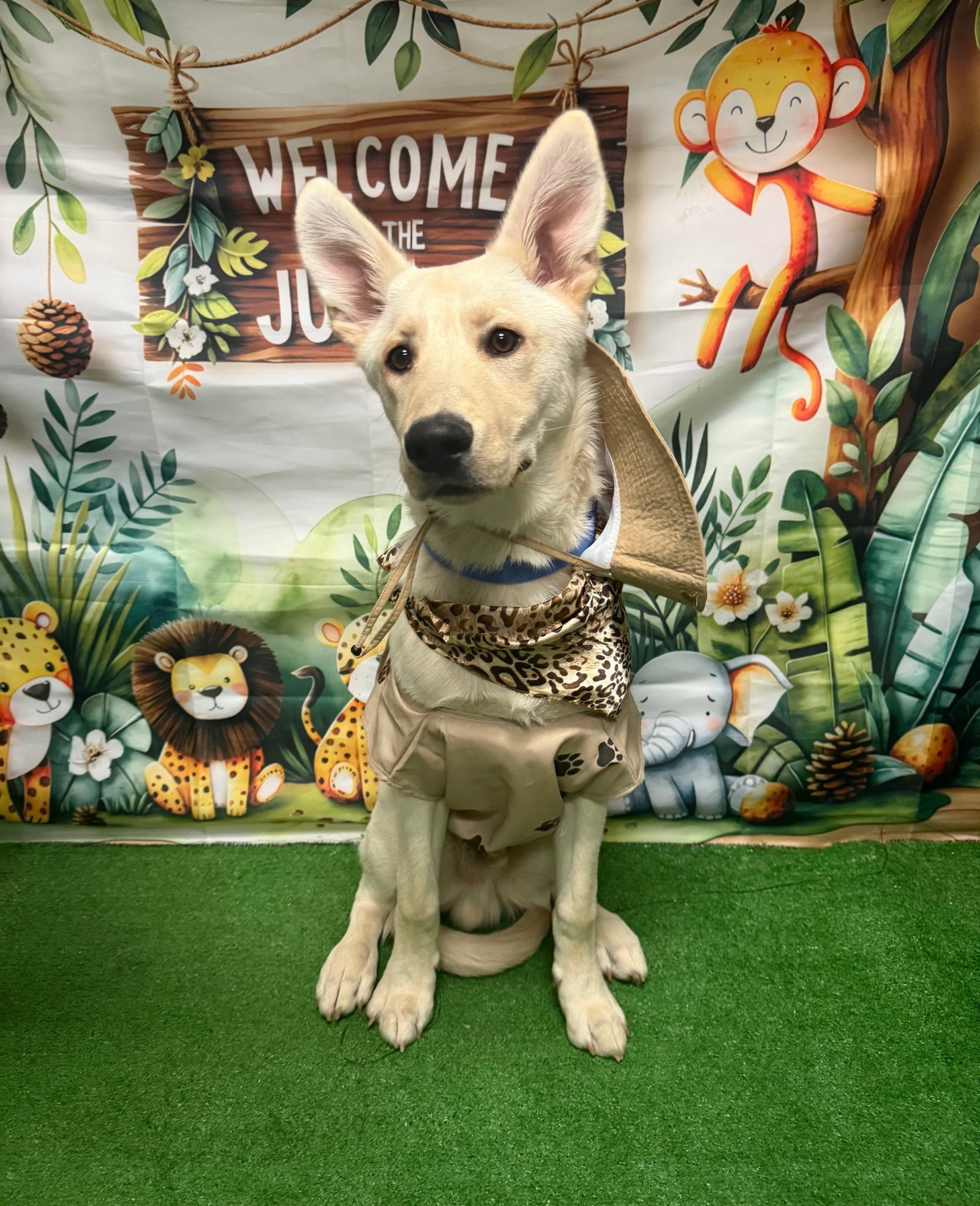 German Shepherd