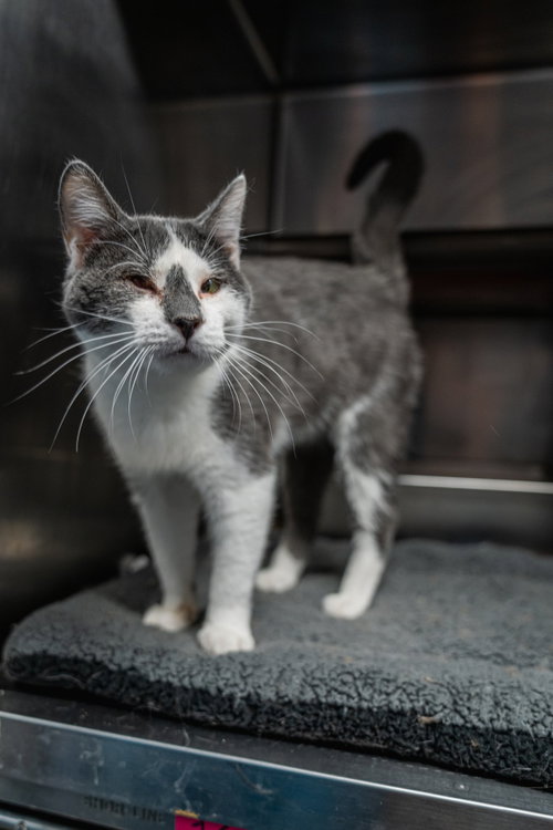 One Eye Jack, Young Domestic Short Hair (short coat), cat for adoption in Herndon, Virginia