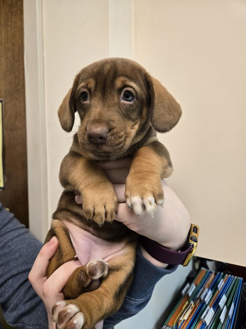 Winnie the Pooh, an adoptable Dachshund in Herndon, VA