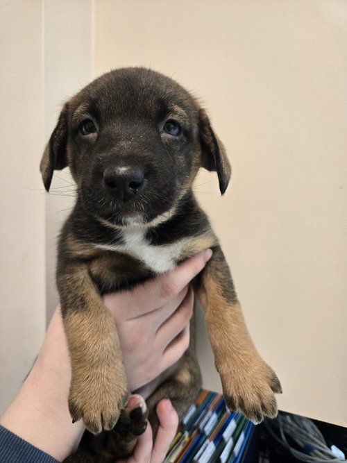 Cubby, an adoptable Dachshund in Herndon, VA