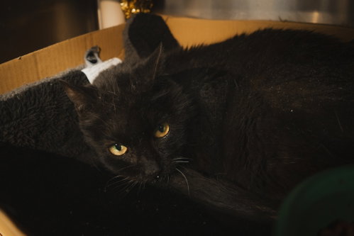 Anastasia, an adoptable Domestic Short Hair in Herndon, VA