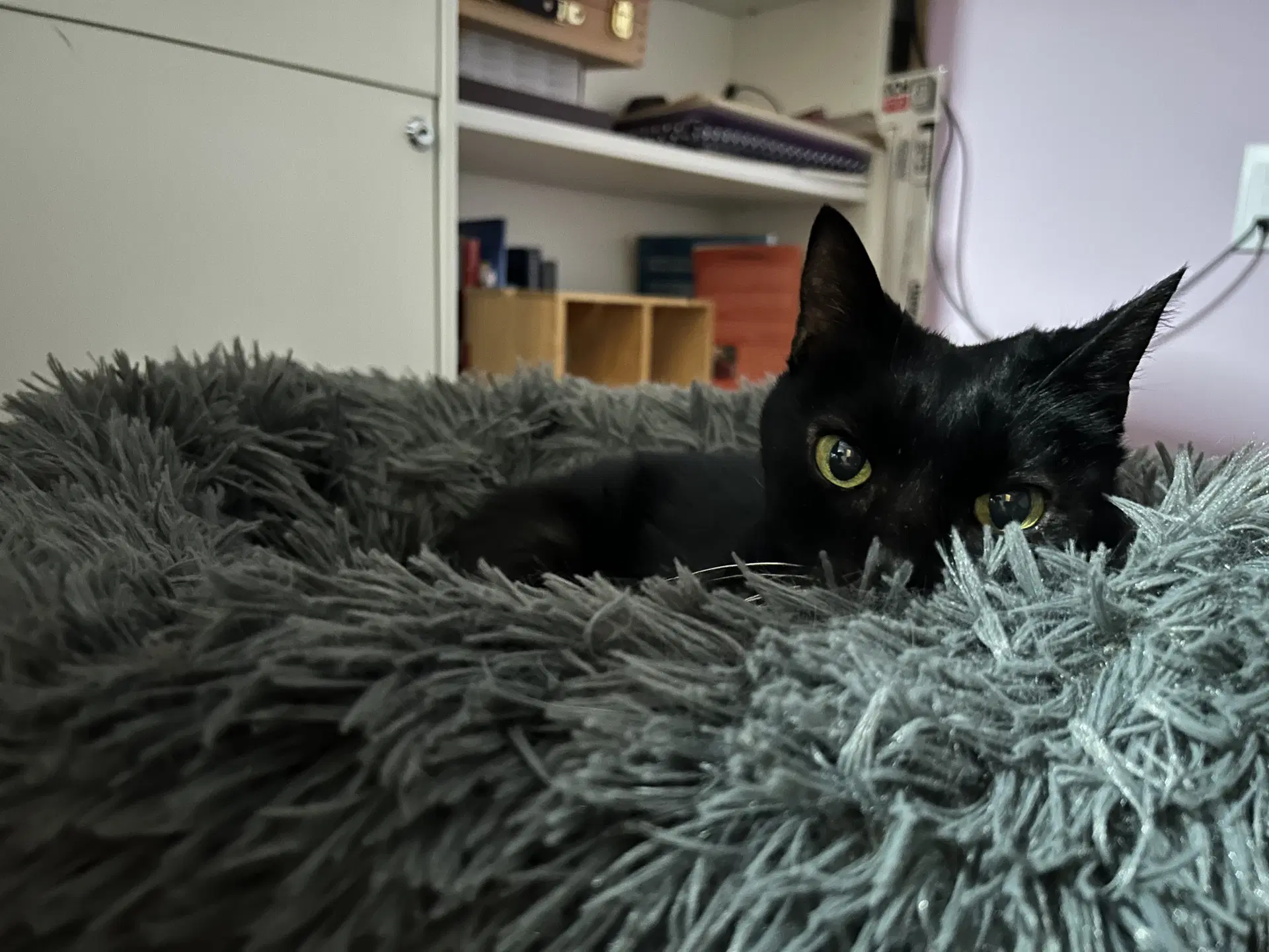 Anastasia - Domestic Short Hair