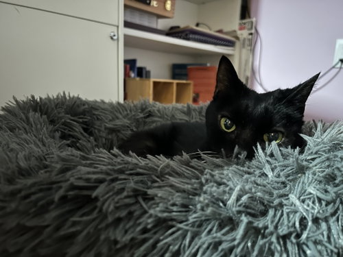 Anastasia, a Domestic Short Hair (short coat) cat for adoption in Herndon, VA, photo 1 of 4