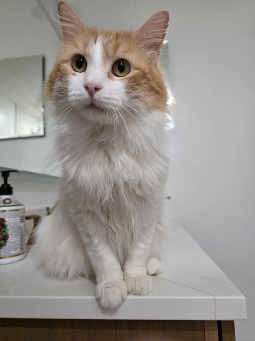 Sweet Potato, an adoptable Maine Coon in Herndon, VA