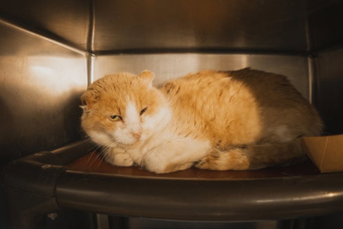Muffin Man, Adult Domestic Short Hair (medium coat), cat for adoption in Herndon, Virginia