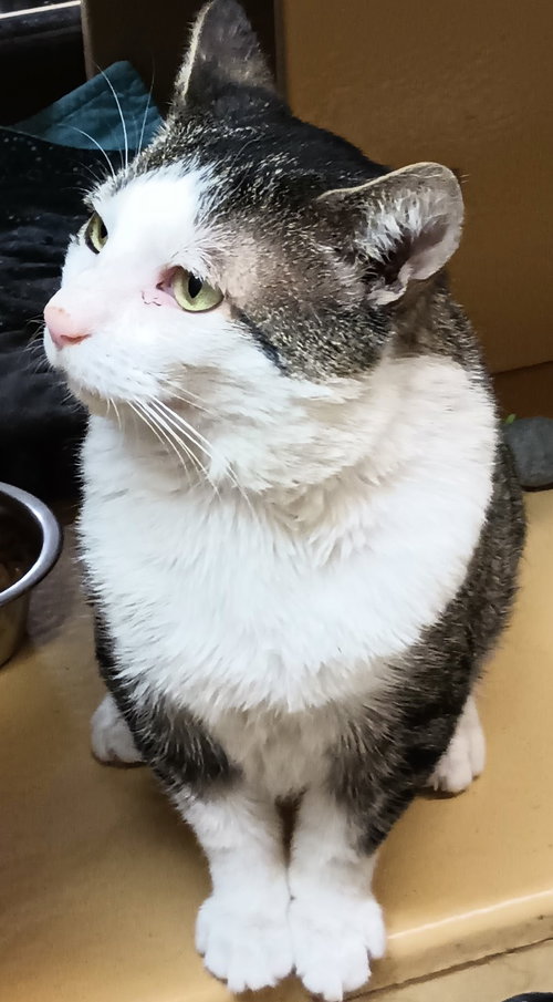 JoJo, Young Domestic Short Hair (short coat), cat for adoption in Herndon, Virginia