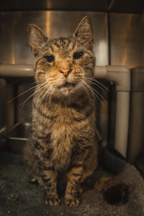 Charlie, Senior Domestic Short Hair (short coat), cat for adoption in Herndon, Virginia