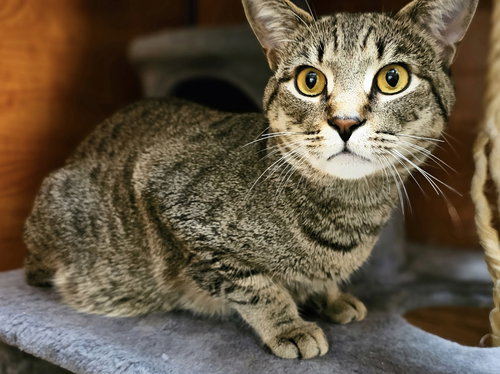 Lee, an adoptable Domestic Short Hair in Herndon, VA