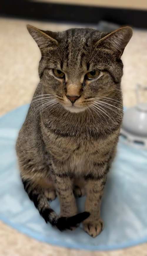 Lee (tabby)