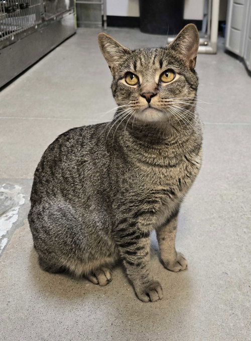 Lee (tabby), an adoptable Domestic Short Hair in Herndon, VA