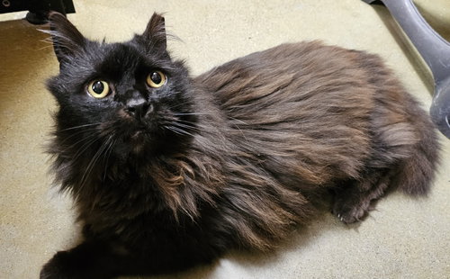 Gauldin, Adult Domestic Long Hair (long coat), cat for adoption in Herndon, Virginia
