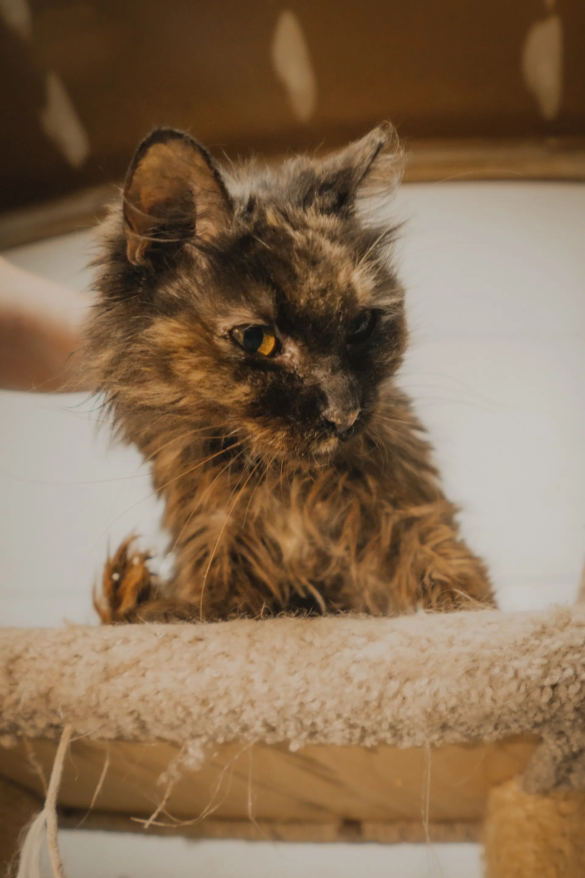 Howie - Domestic Medium Hair