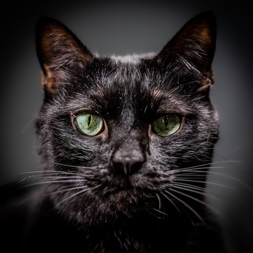 Edgar, Adult Domestic Short Hair (short coat), cat for adoption in Herndon, Virginia