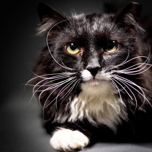 Max, an adoptable Domestic Medium Hair in Herndon, VA