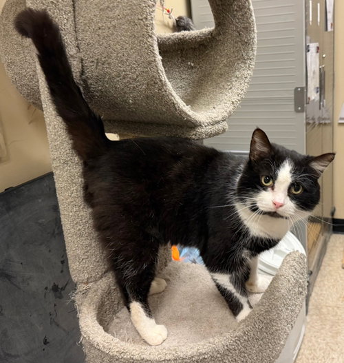 Charlie (tuxedo), an adoptable Domestic Short Hair in Herndon, VA