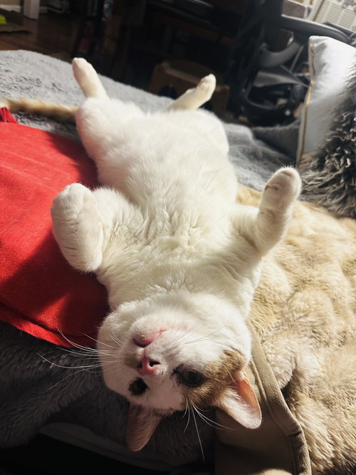 Timmy, Adult Domestic Short Hair (short coat), cat for adoption in Herndon, Virginia