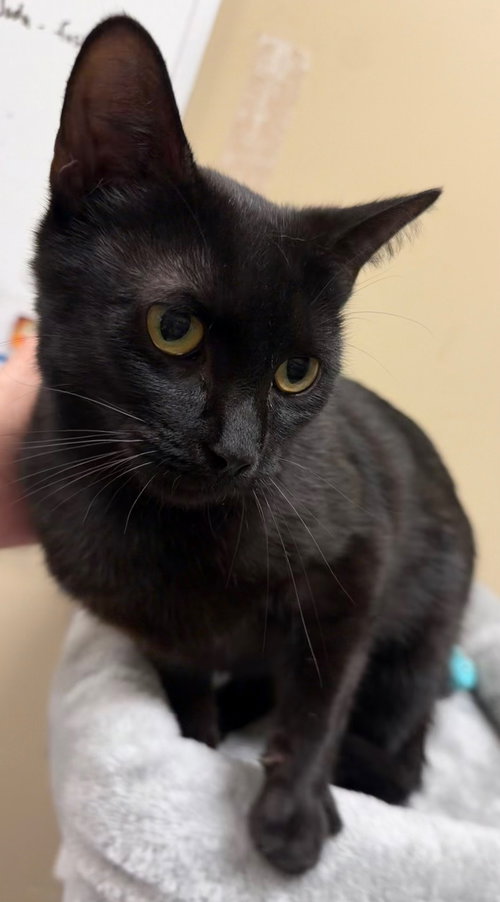 Julie, an adoptable Domestic Short Hair in Herndon, VA