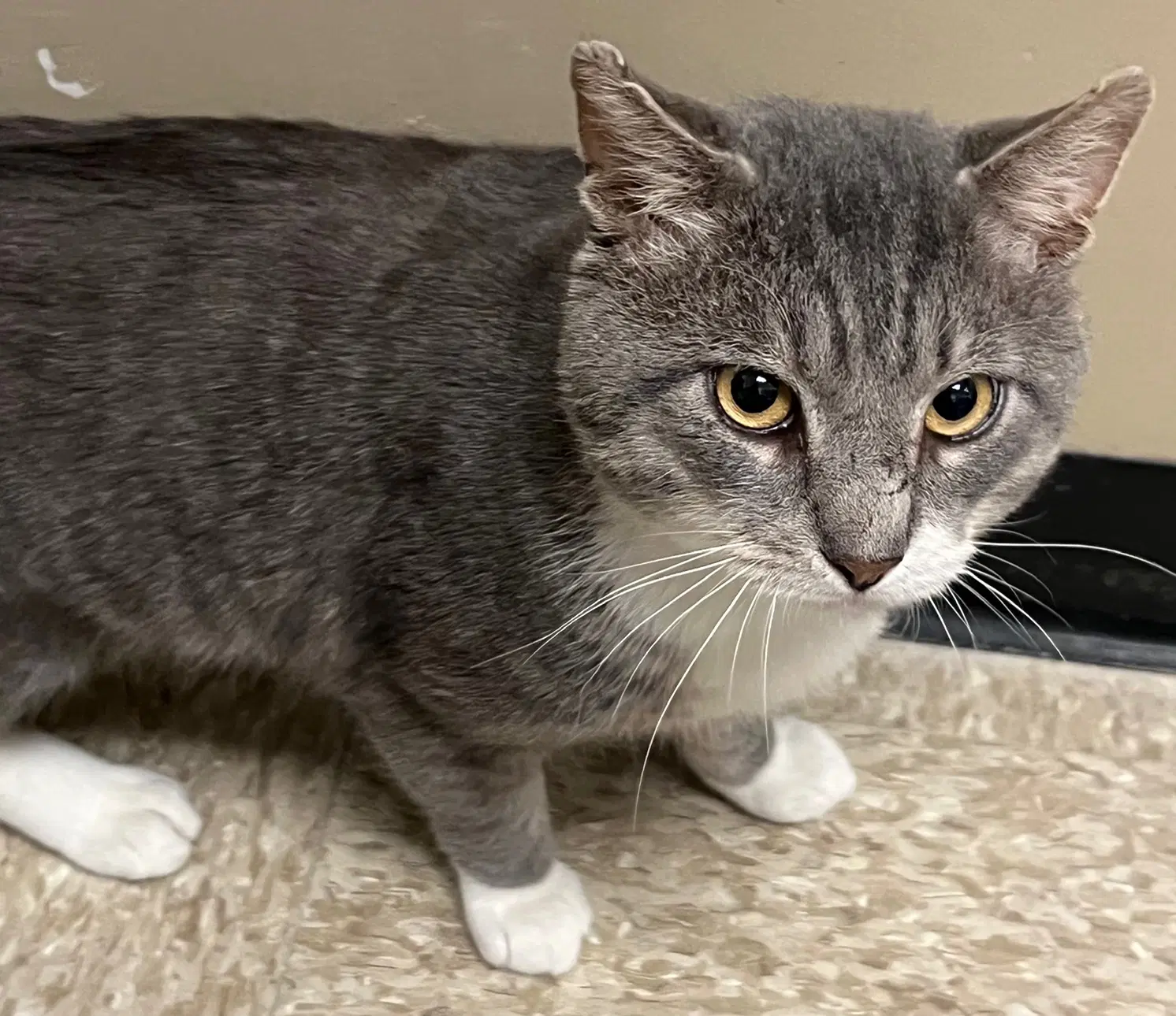 Buster - Domestic Short Hair