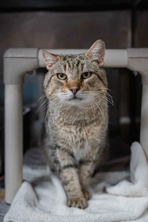 Walter, Adult Domestic Short Hair (short coat), cat for adoption in Herndon, Virginia