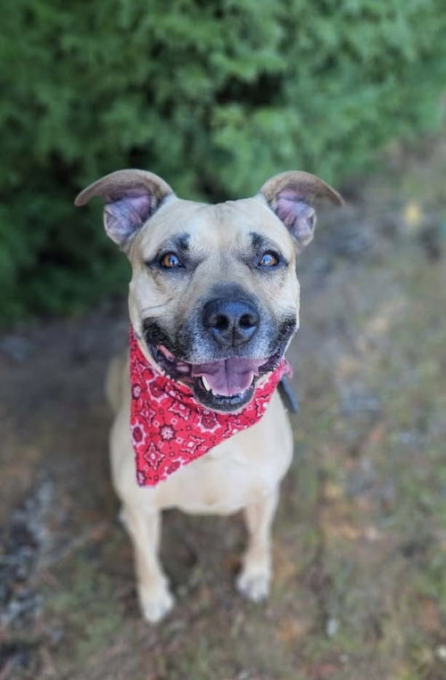 Lucky, an adoptable Pit Bull Terrier in Herndon, VA