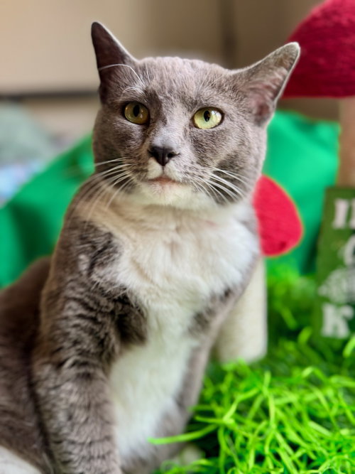 Bridget, an adoptable Domestic Short Hair in Herndon, VA