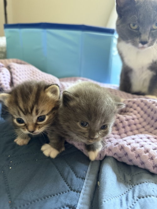 Delaney and Boots, Baby Domestic Short Hair (short coat), cat for adoption in Herndon, Virginia