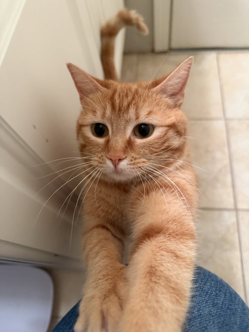 Mahi, an adoptable Domestic Short Hair in Herndon, VA