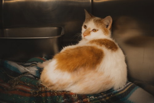 Chance, Adult Domestic Short Hair (short coat), cat for adoption in Herndon, Virginia
