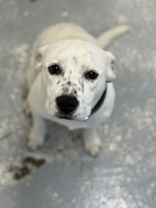 Minnie, an adoptable Pit Bull Terrier in Herndon, VA