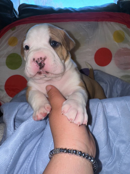 Daffy, an adoptable American Bulldog in Herndon, VA