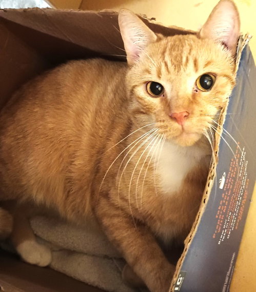 Thor, Young Domestic Short Hair (short coat), cat for adoption in Herndon, Virginia