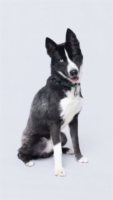 Odyssey, dog