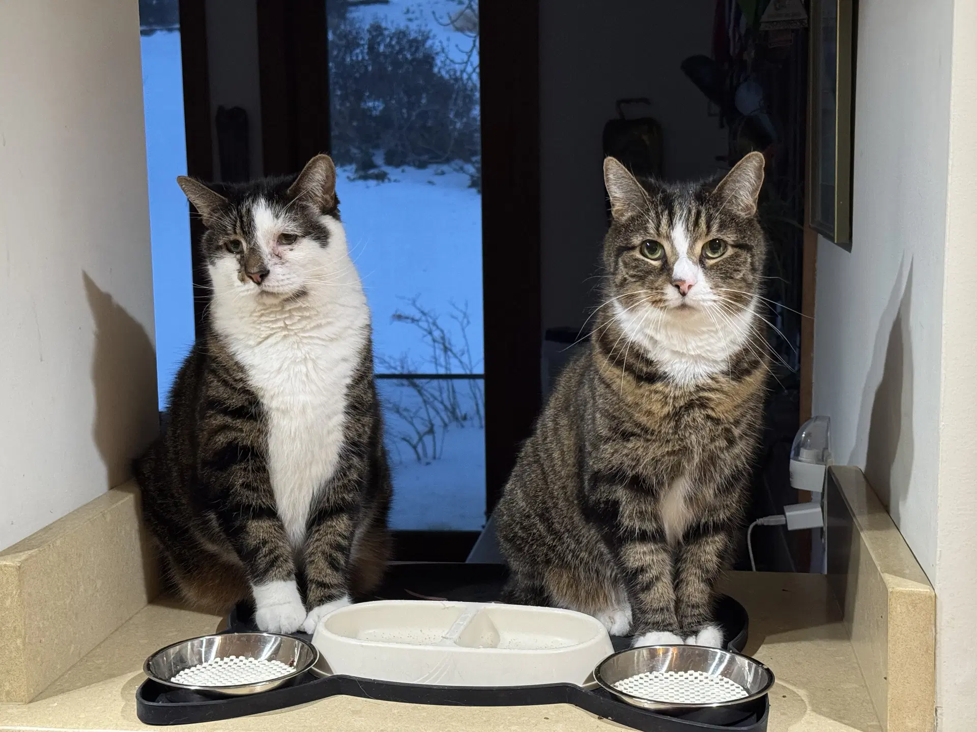 Chuck  Chip Bonded - Fee Sponsored - Domestic Short Hair
