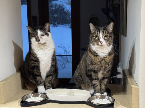 Chuck & Chip BONDED - FEE SPONSORED, an adoptable Domestic Short Hair in Herndon, VA