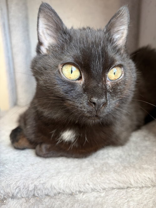 Rumi, an adoptable Domestic Short Hair in Herndon, VA